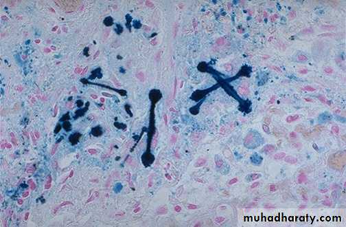 Respiratory System