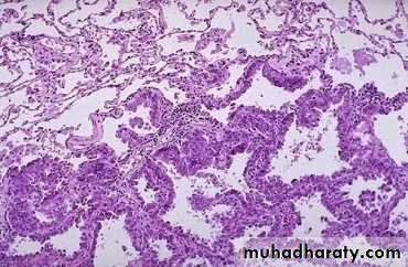 Respiratory System