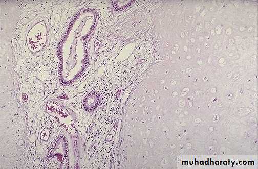 Respiratory System