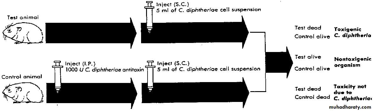 Corynebacterium