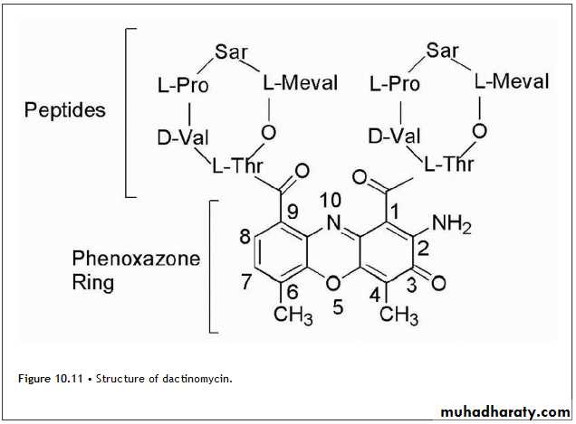 Anti-Cancer lec 3-4