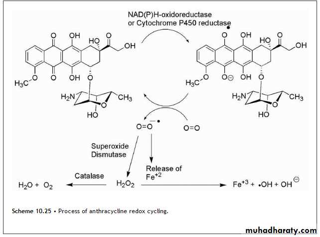 Anti-Cancer lec 3-4