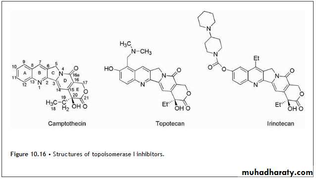 Anti-Cancer lec 3-4