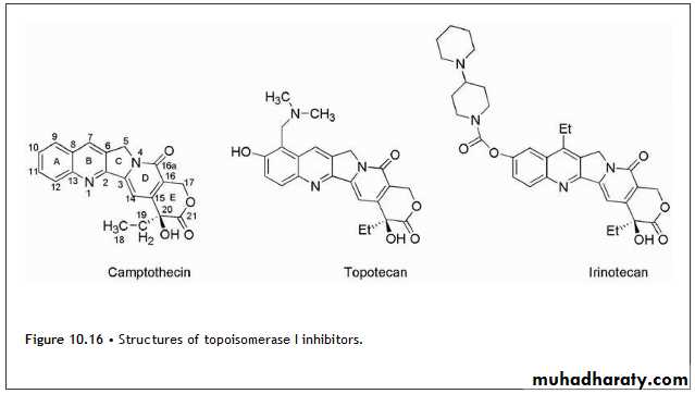 Anti-Cancer lec 3-4