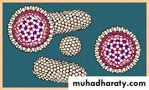 hepatitis