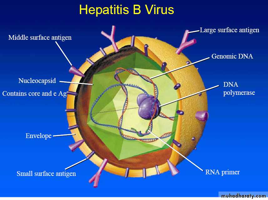 hepatitis