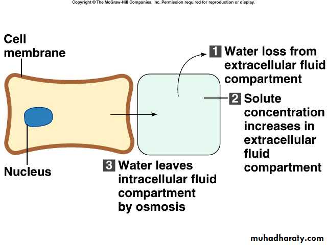 fluid