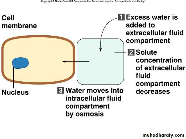 fluid