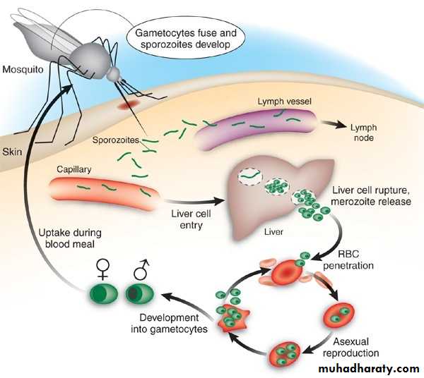Antiviral Drugs
