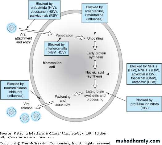 Antiviral Drugs
