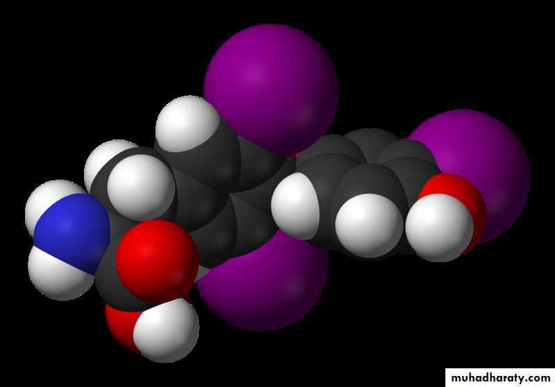 Thyroid