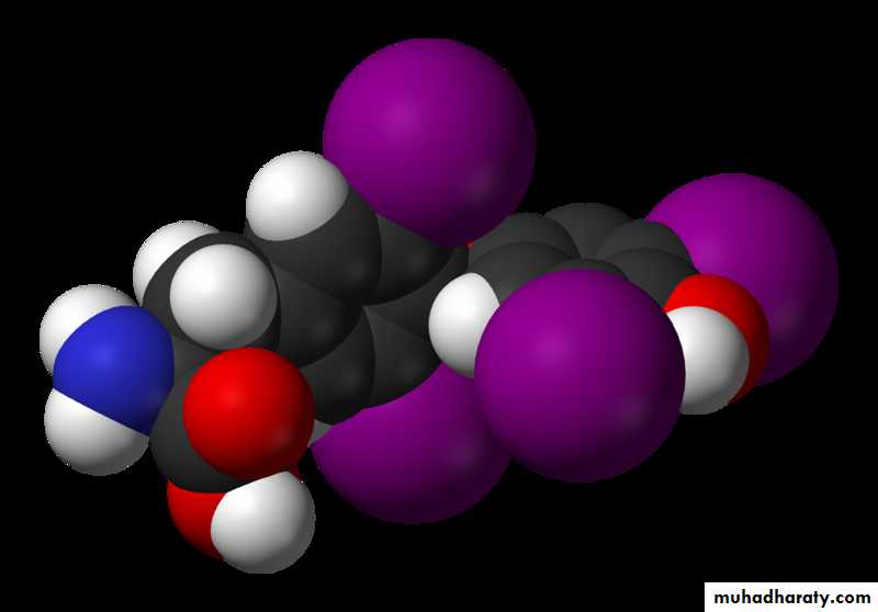 Thyroid
