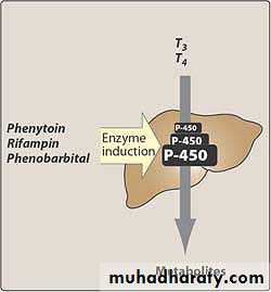 Thyroid