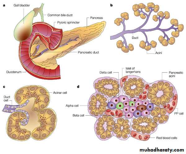 Pancreas 1