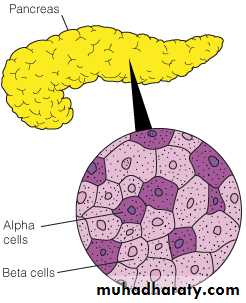 Pancreas 1