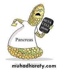 Pancreas 1