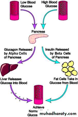 Pancreas 1
