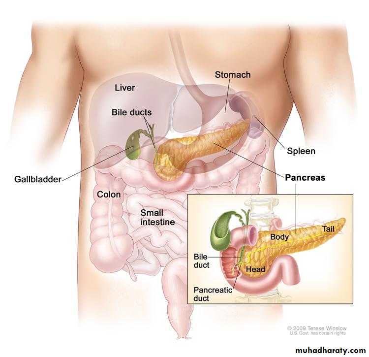 Pancreas 1