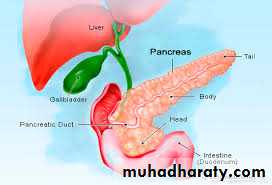 Pancreas 1