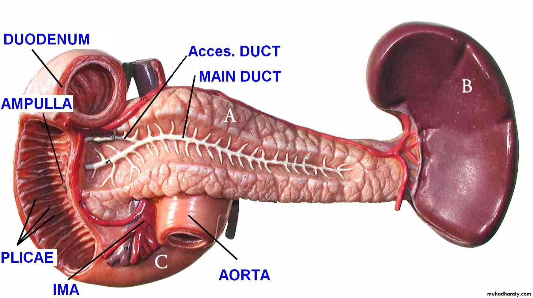 Pancreas 1