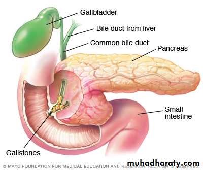 Pancreas 1