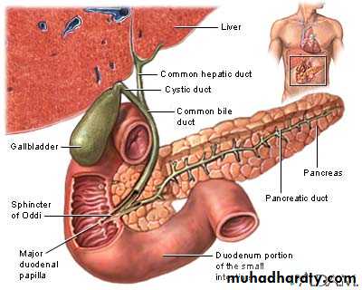 Pancreas 1