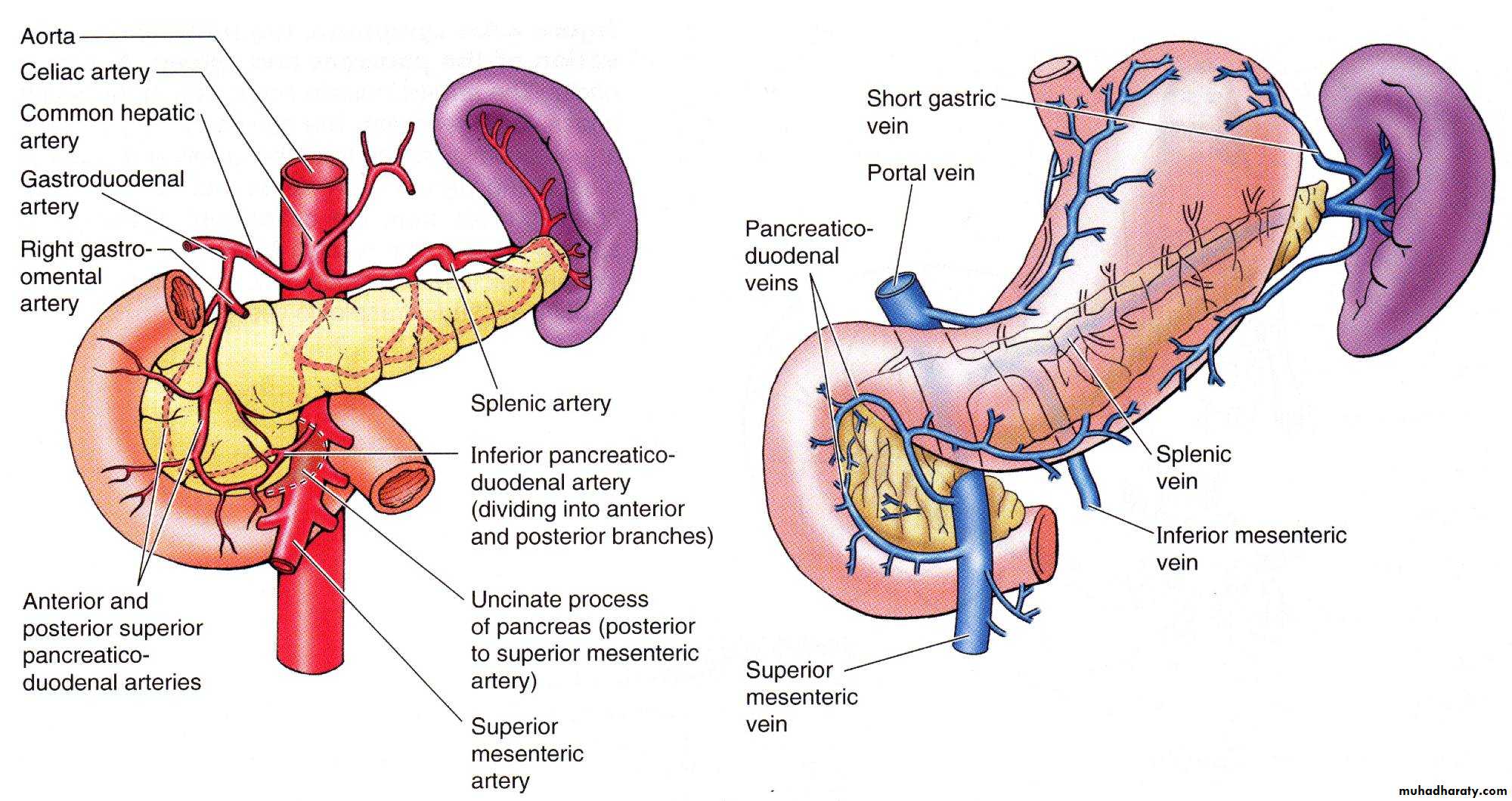 Pancreas 1
