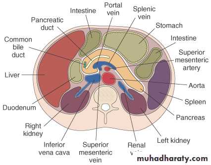 Pancreas 1