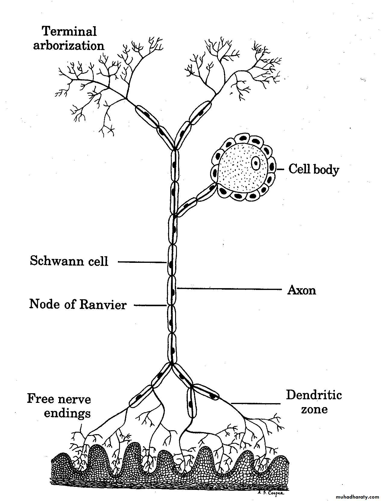 local ansthesia