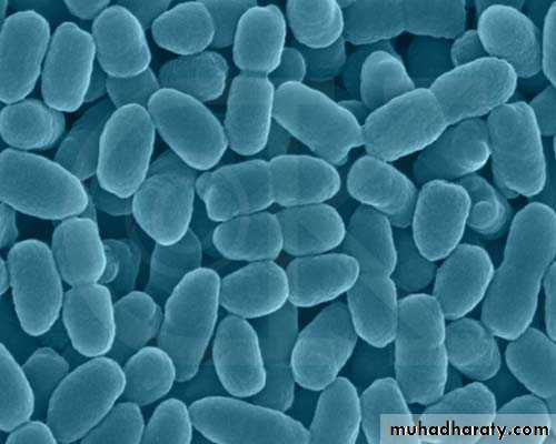 Pertussis