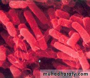 Pneumonia