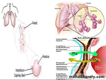 Interstitial Lung Diseae