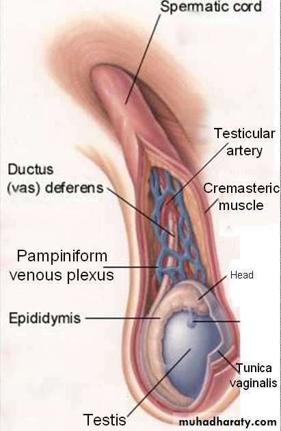 MALE INFERTILITY