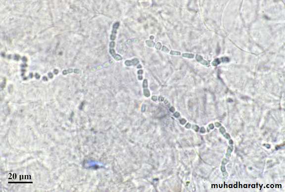 Fungal Infections