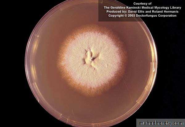 Fungal Infections