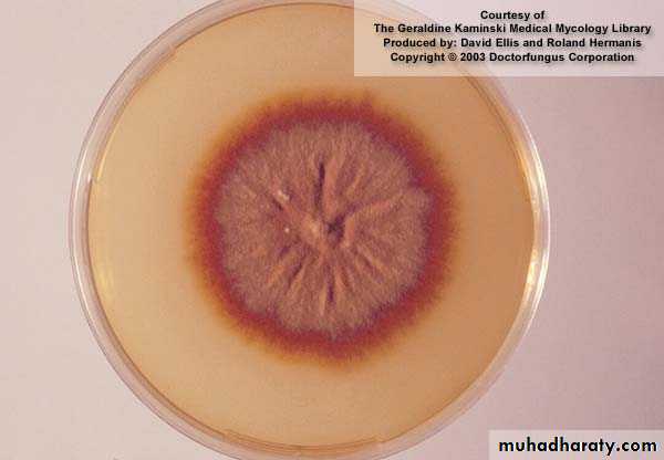 Fungal Infections