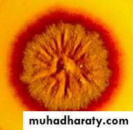 Fungal Infections