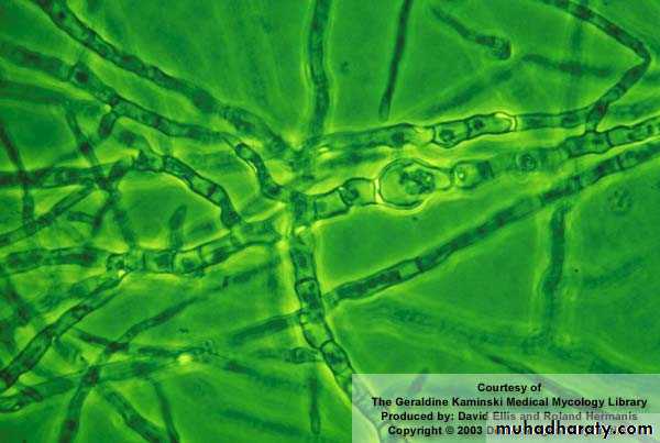 Fungal Infections