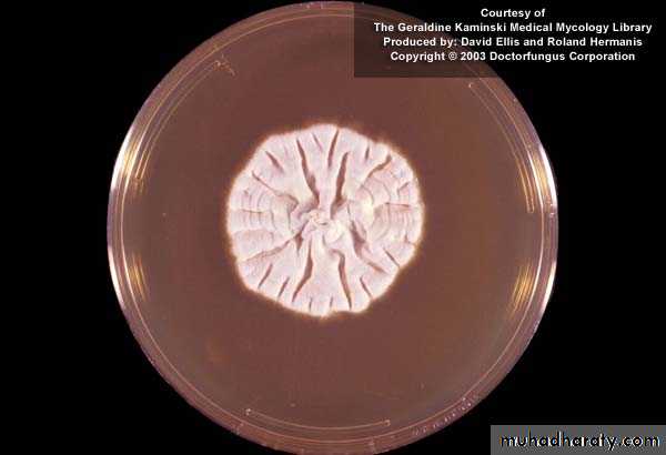 Fungal Infections