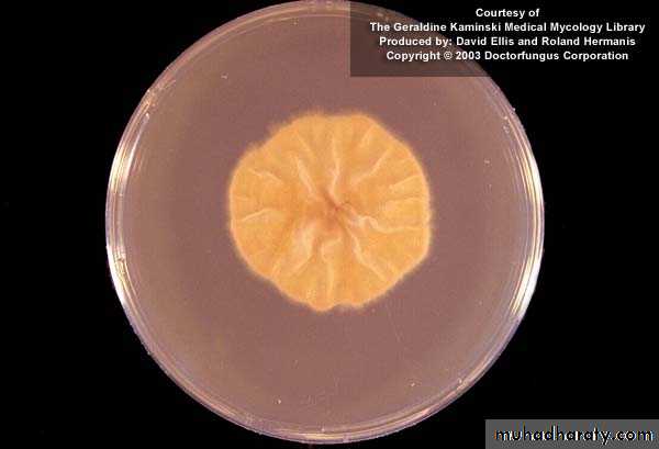 Fungal Infections