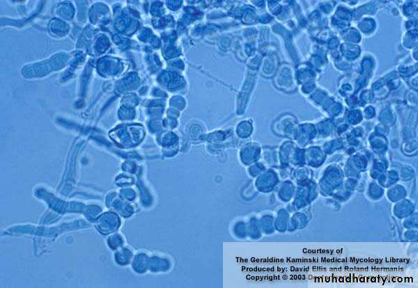 Fungal Infections
