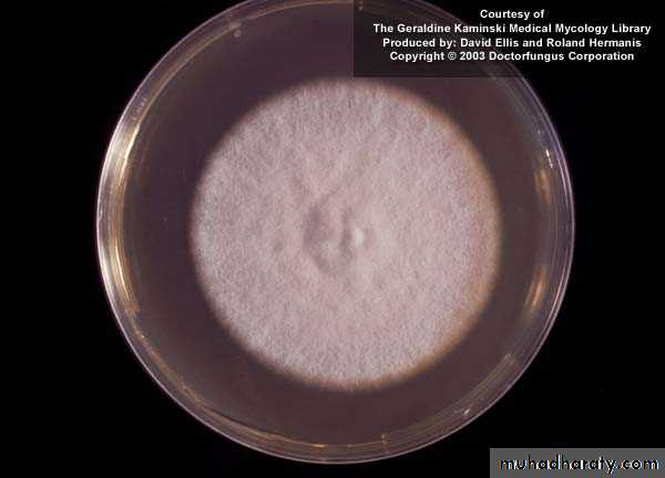 Fungal Infections