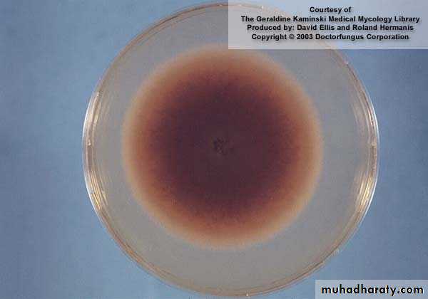 Fungal Infections