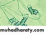 Fungal Infections