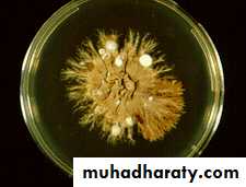 Fungal Infections