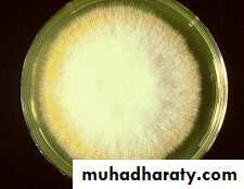 Fungal Infections