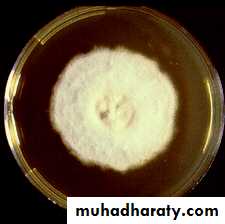 Fungal Infections