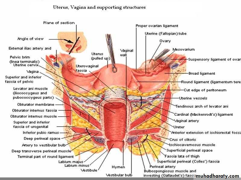 Vaginal diseases
