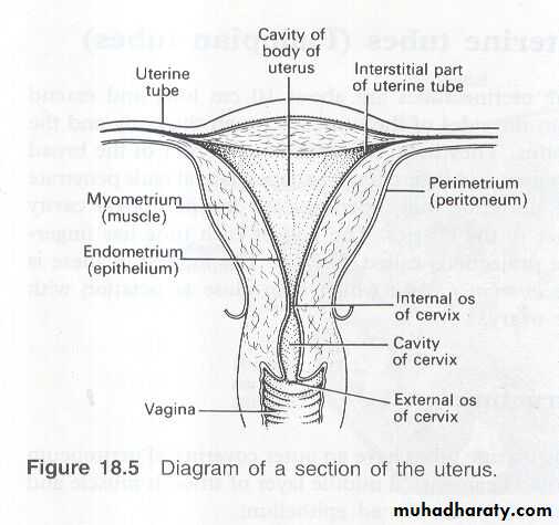 Vaginal diseases