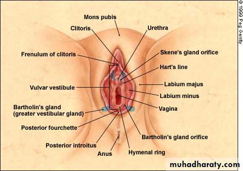 Vaginal diseases